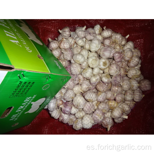 Cultivo de ajo blanco normal de alta calidad 2019